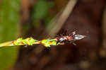 Plantainleaf sedge